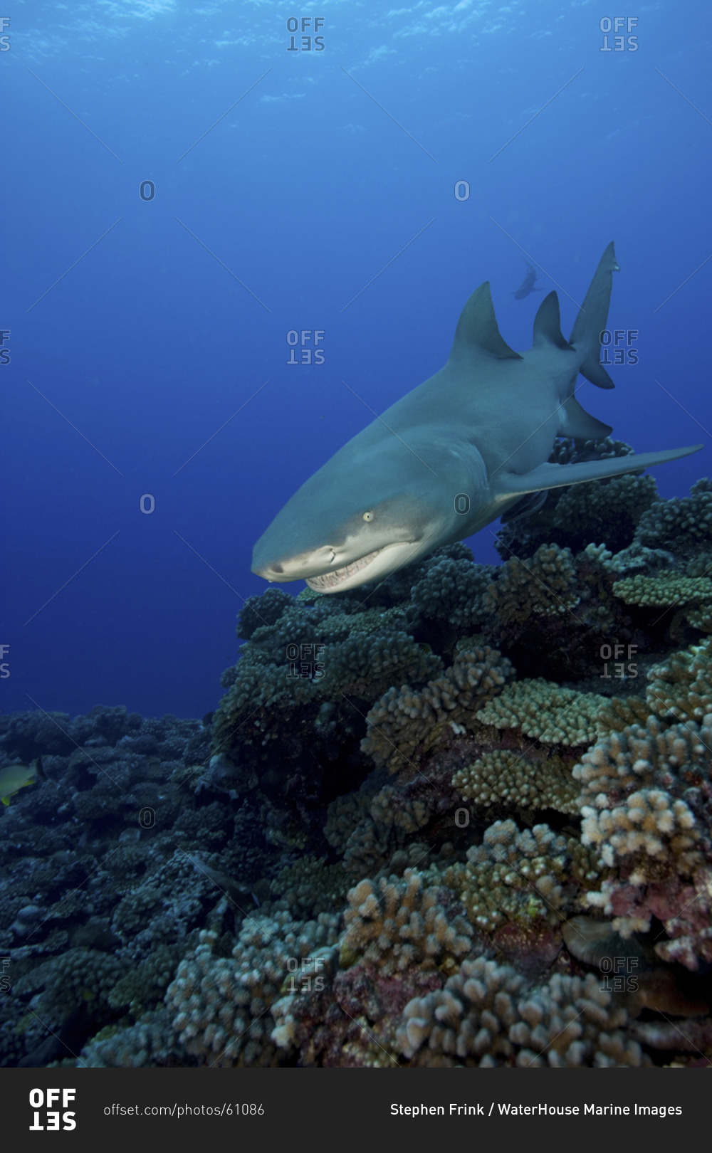 Ferocious Looking Lemon Shark, Negaprion Brevirostris, Swimming Over A Reeftop In French Polynesia