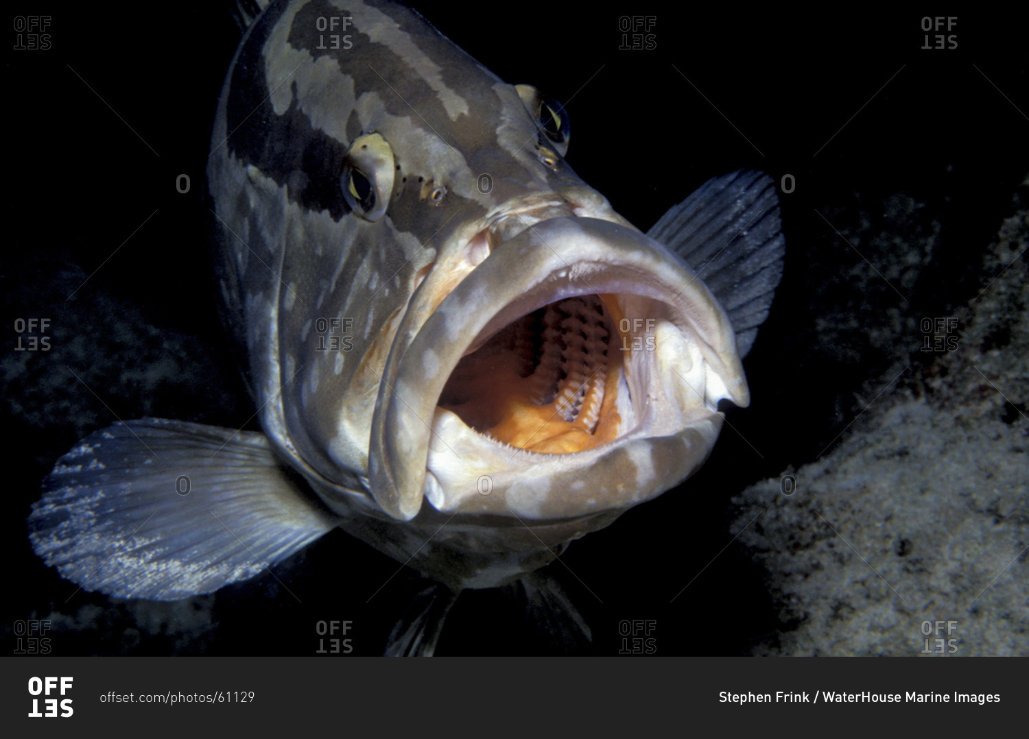 Mouth Of Nassau Grouper