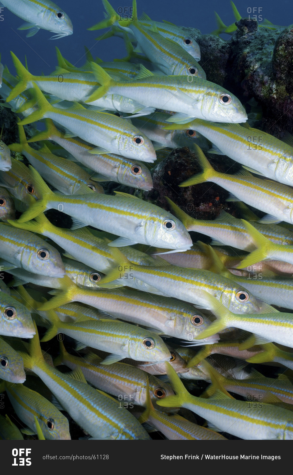 A Tightly Packed School Of Yellow Goatfish, Mulloides   Martinicus, Key Largo, Florida