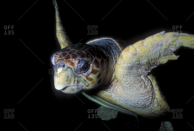 Loggerhead Turtle At Night