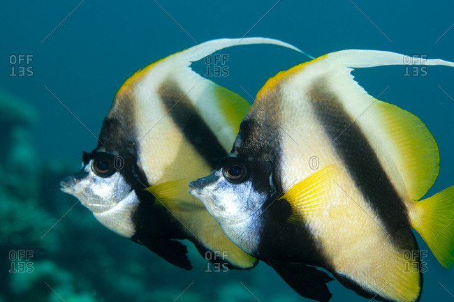 Pair Of Red Sea Bannerfish Stock Photo Offset
