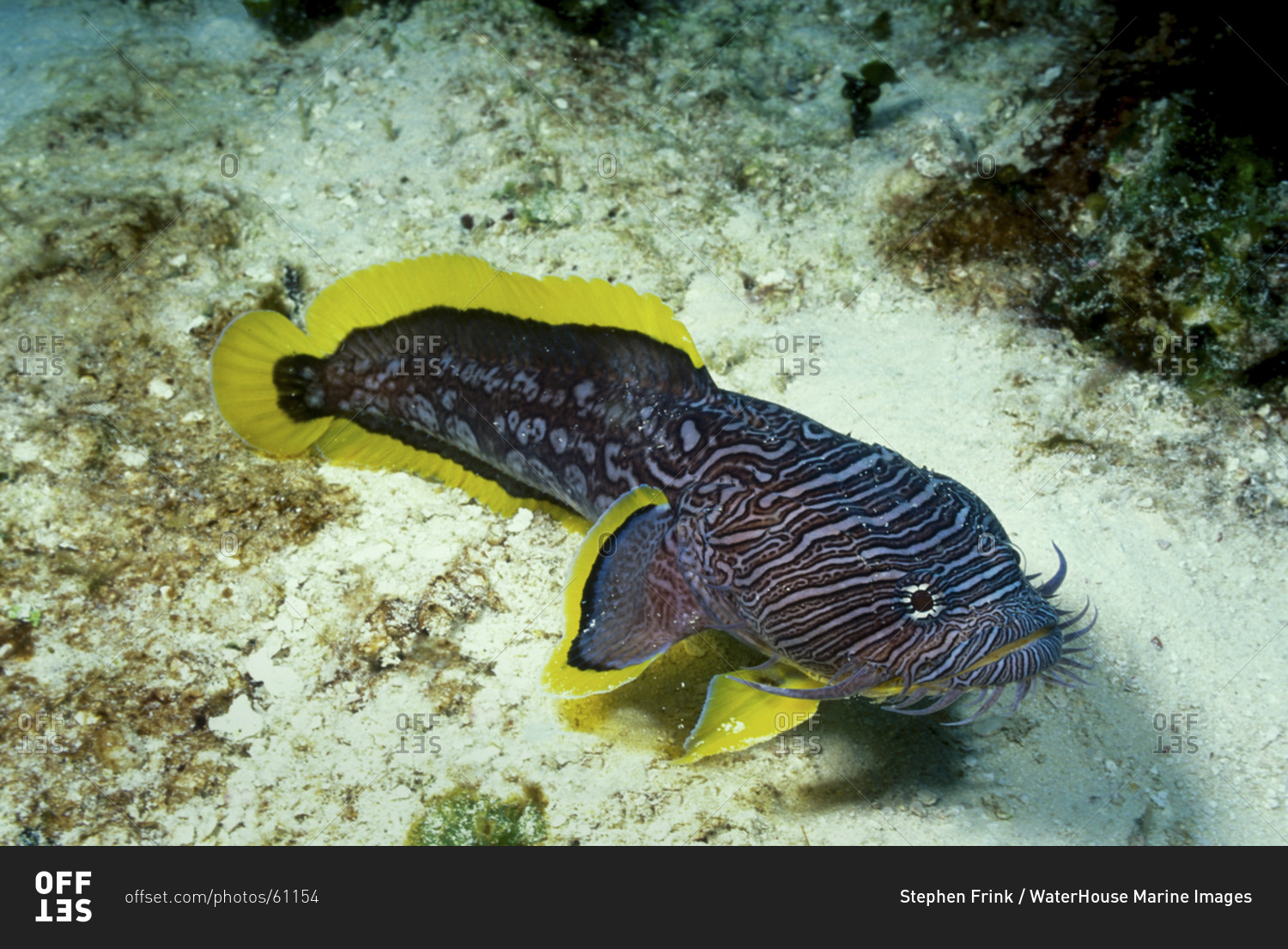 Fish Endemic To Cozumel - Offset stock photo - OFFSET
