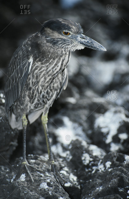The watchful stare of a nocturnal Yellow Crowned Night Heron.