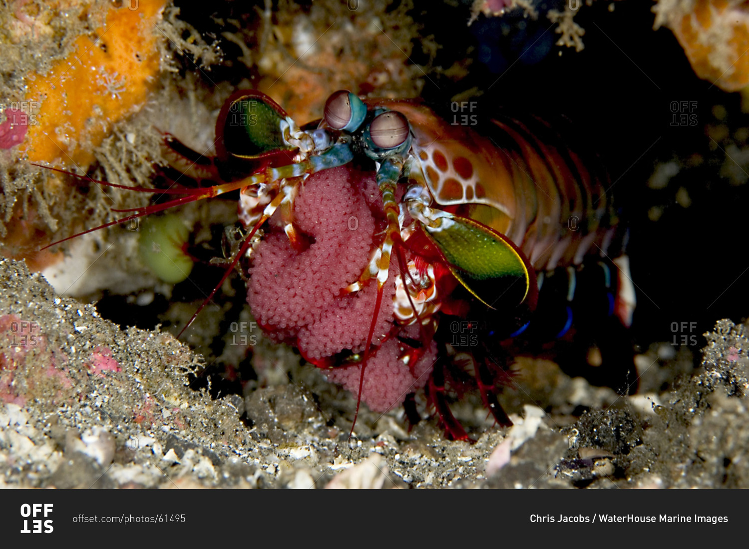 Peacock Mantis shrimp guards egg case