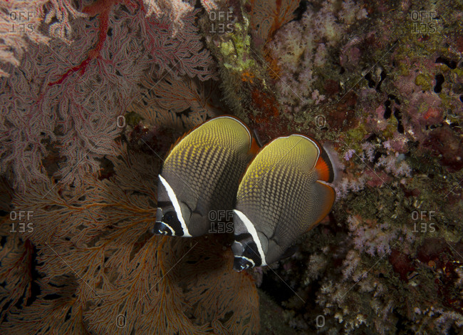 Redtail or Collared butterflyfish (Chaetodon collare)
