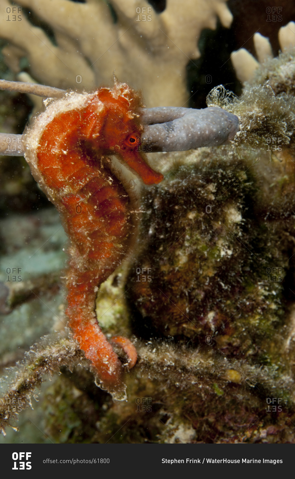 Underwater close-up of a Longsnout seahorse (Hippocampus reidi)