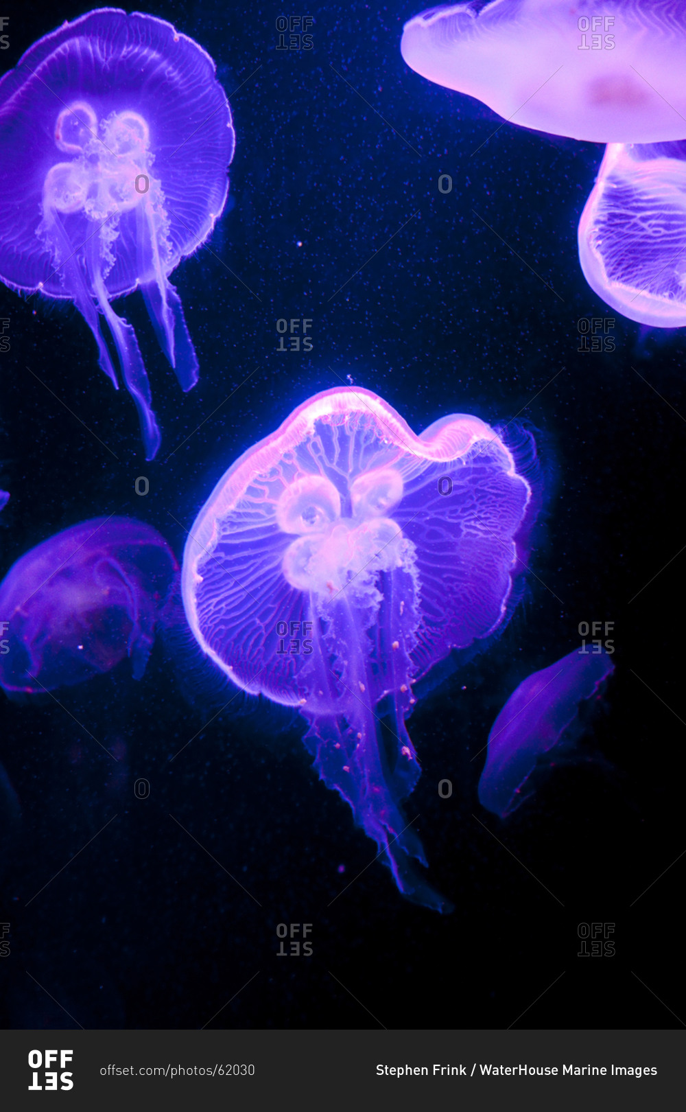 Moon Jellyfish (Aurelia aurita)  viewed at the Dig marine habitat exhibit, Atlantis, Paradise Island Resort, Bahamas