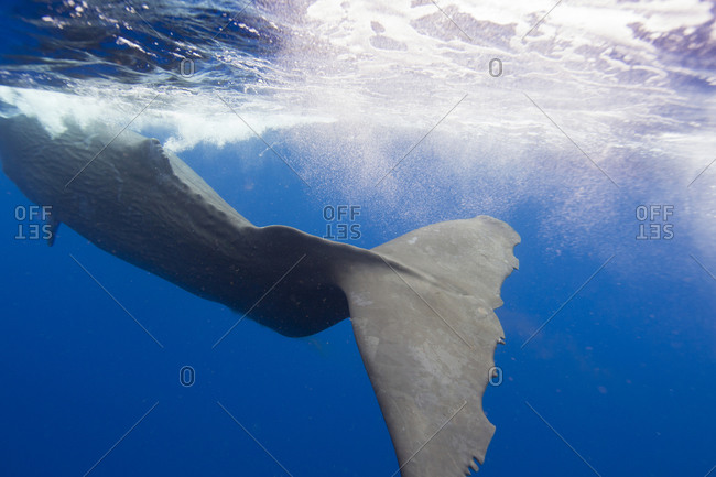 Ragged Tail fluke of the largest toothed whale, the Sperm whale, a marine mammal