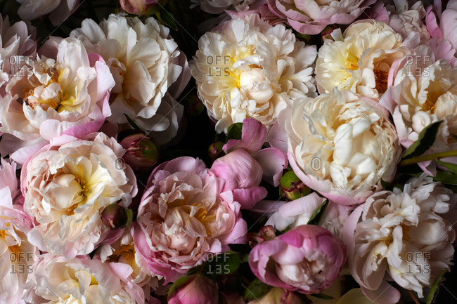 pastel roses stock photos - OFFSET