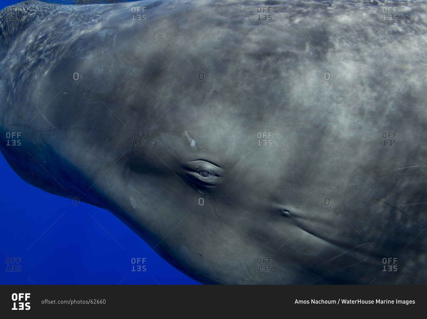 Closeup Of The Face And Eye Of A Sperm Whale Stock Photo OFFSET