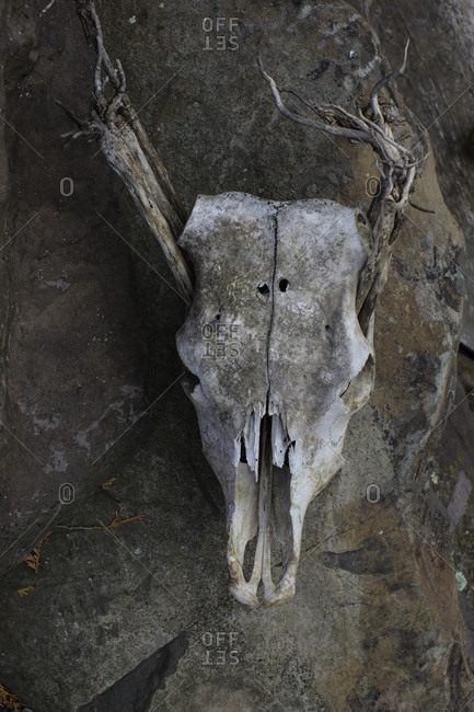 Animal skull on a rock