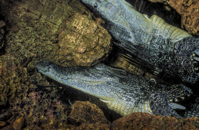 Saltwater crocodile rests