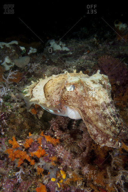 Cuttlefish on coral reef - Offset
