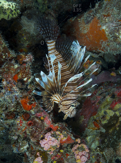 Lionfish in foreign environment - Offset