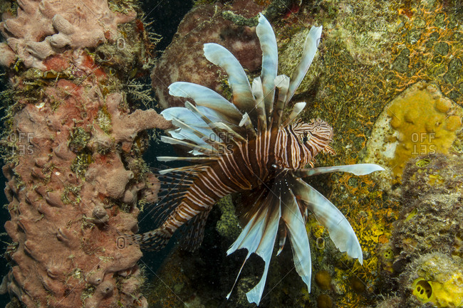 Lionfish in foreign environment - Offset