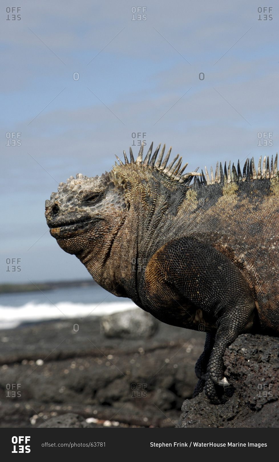 Marine iguana on land