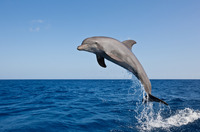 A Group Of Bottlenose Dolphins (Tursiops Truncatus) Leaping Stock Photo,  Picture and Royalty Free Image. Image 19056902.