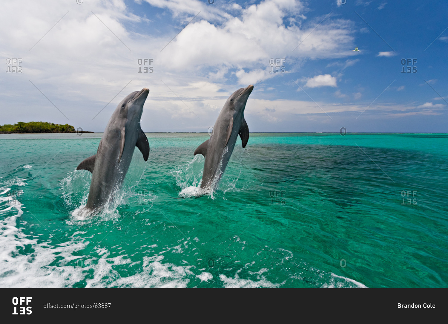 Bottlenose dolphins (Tursiops truncatus) jump in group over a rope,  captive, Dolphin show, Loro Parque, Puerto de la Cruz Stock Photo - Alamy