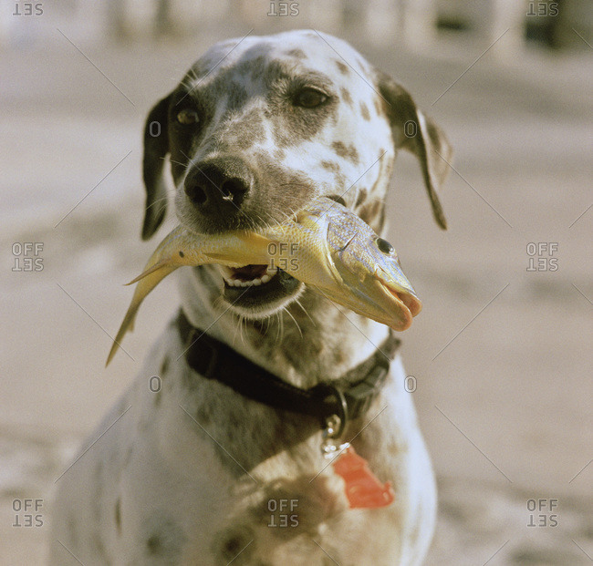 dog with fish in mouth