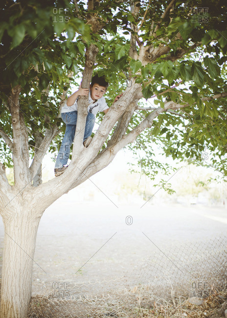 Young boy climbing a tree