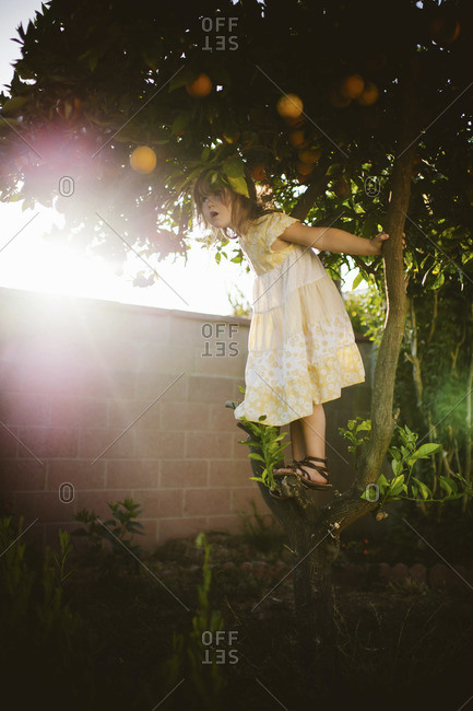 Young girl climbing on orange tree