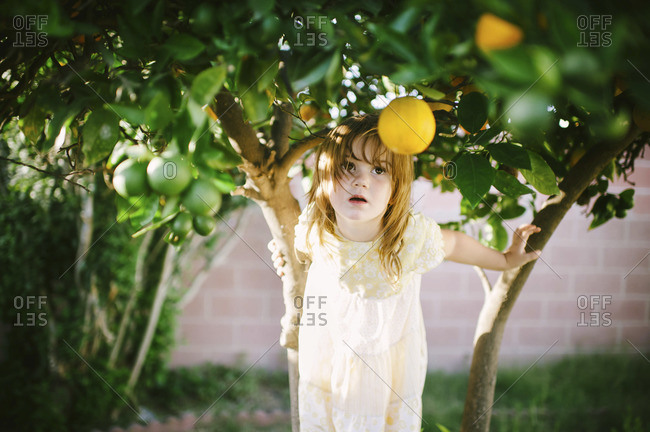 Young girl sitting on orange tree