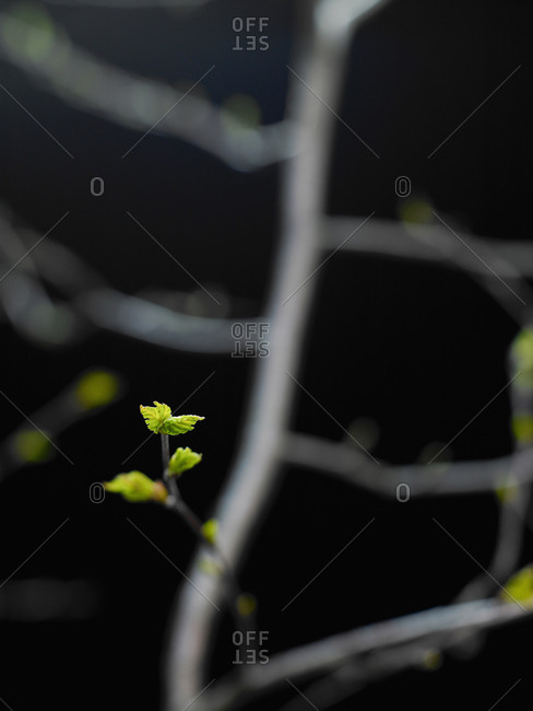 Sapling on branch against black background