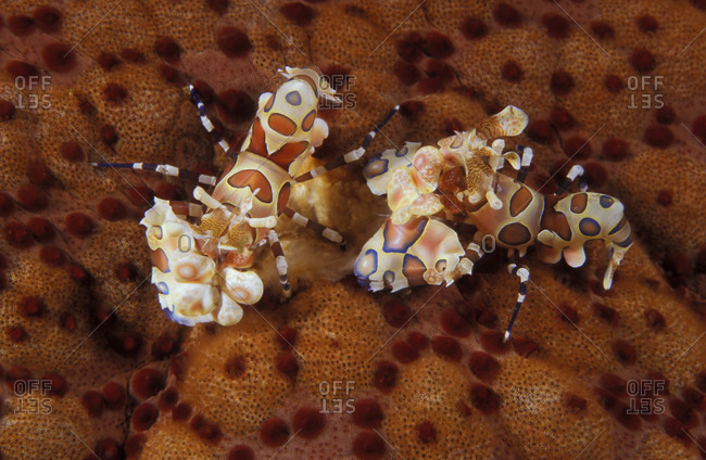 Harlequin Shrimp, amazingly colored crustaceans on top of cushion sea star