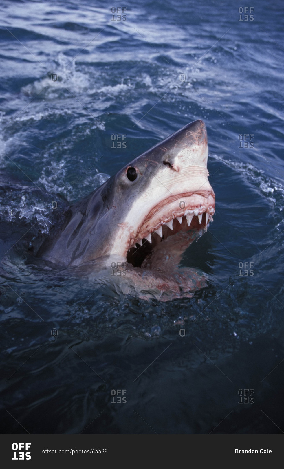 great white shark open mouth