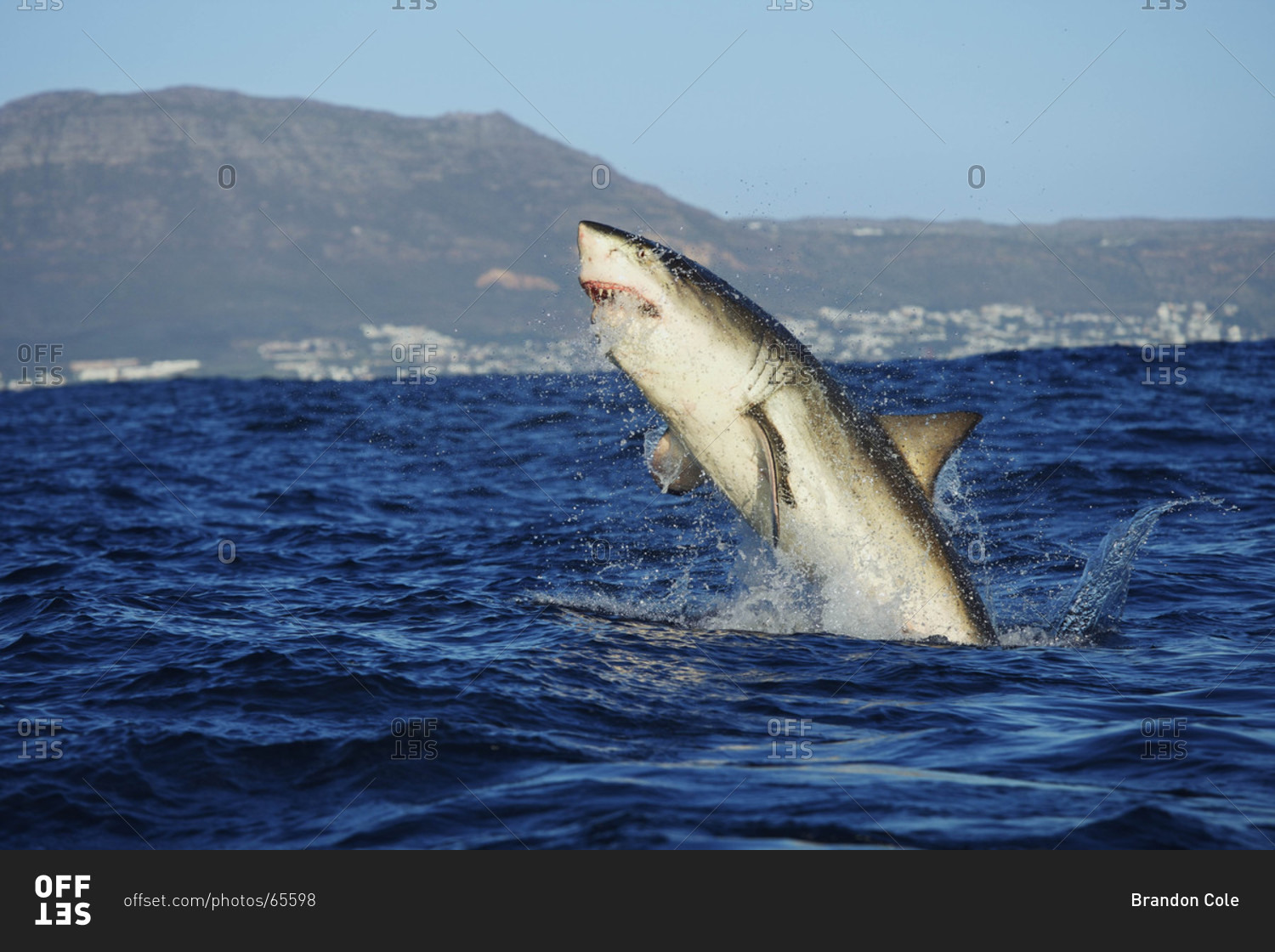 Great White Shark breaching, an attack on seal decoy stock photo