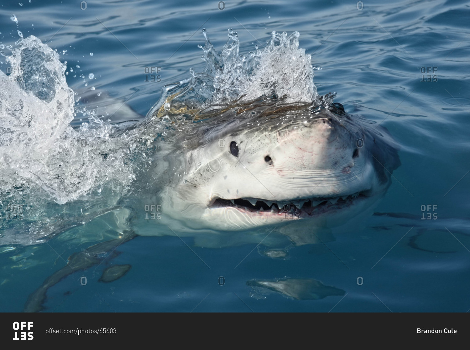 Great White Shark In The Water