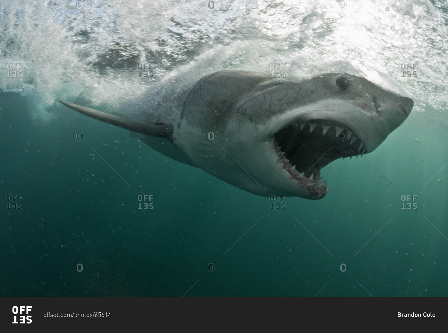 great white shark side view attack