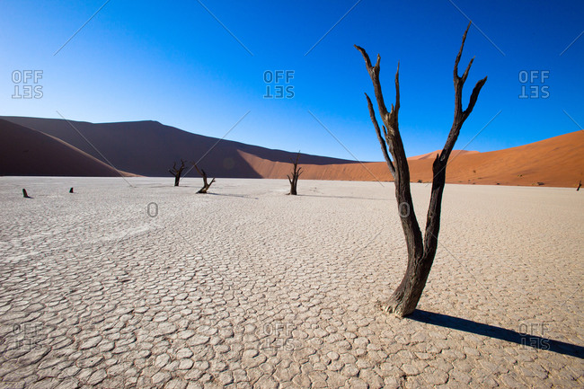Dry trees with parched ground at Dead Vlei, Namibia