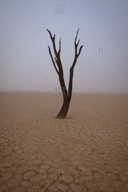 Lonely dry tree at Dead Vlei, Namibia