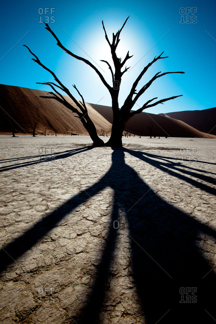 Sunrise with dry tree at Dead Vlei