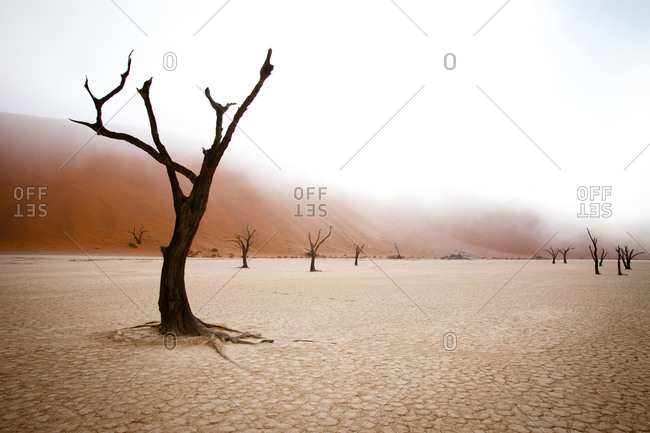 Camel thorn trees at Dead Vlei, Namibia