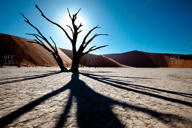 Shadows and dry trees at Dead Vlei