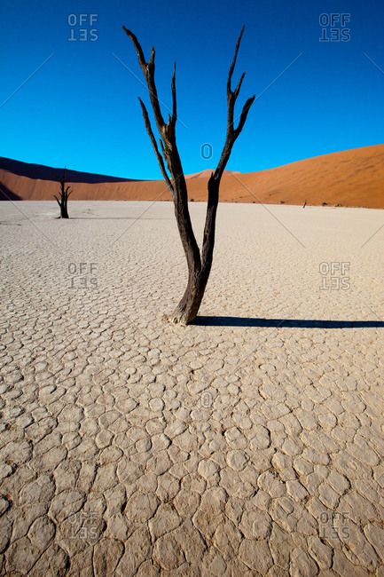 Dry trees with parched ground at Dead Vlei,Namibia
