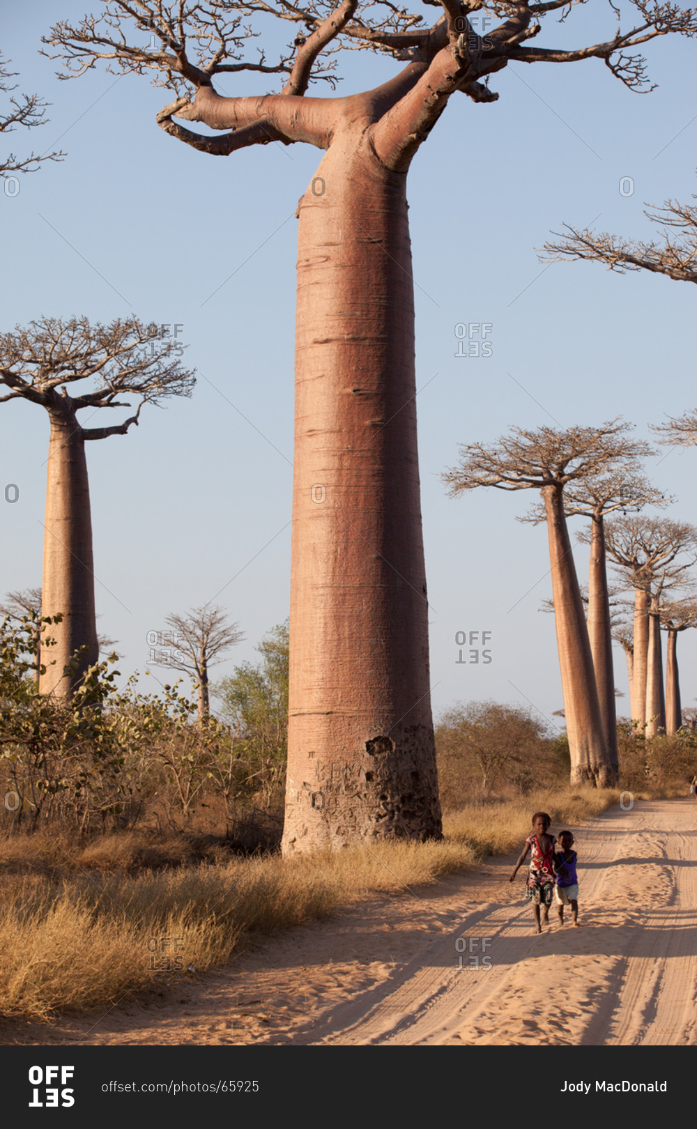 Two Children Run In Baobab Tree Forest In Morondava Madagascar Stock Photo Offset