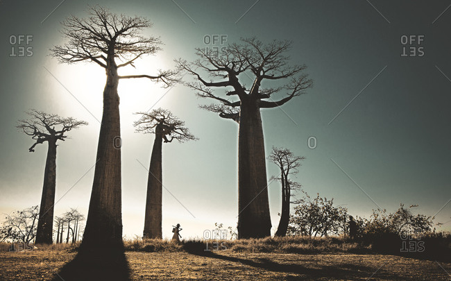 Man walking in baobab forest in Morondava, Madagascar