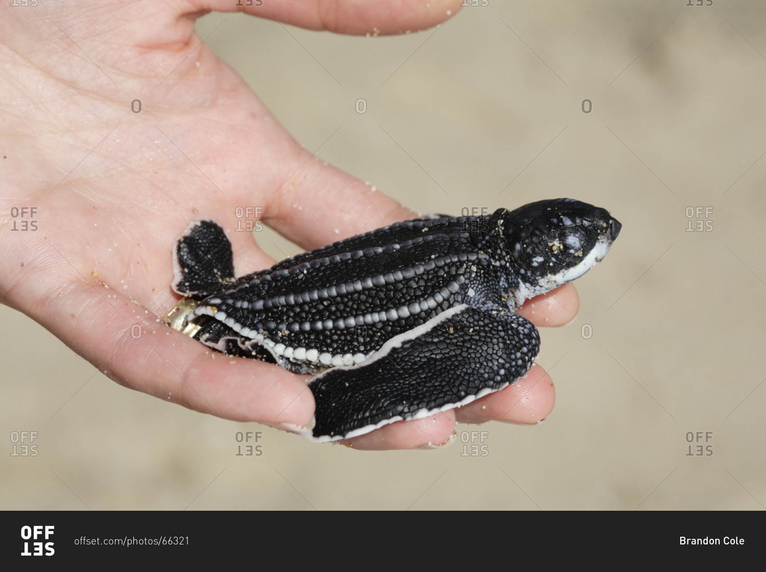 A woman holding a Leatherback Sea Turtle hatchling