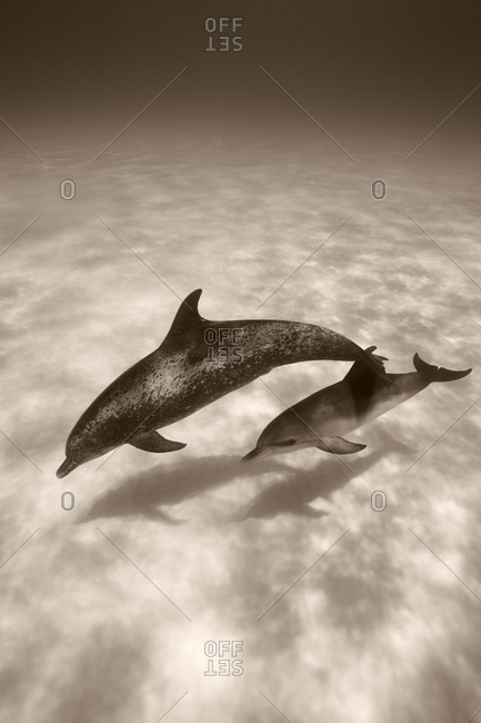 Atlantic Spotted Dolphins, mother and calf