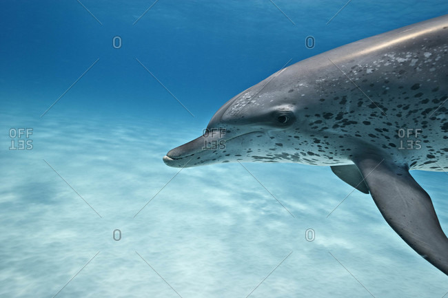 Atlantic Spotted Dolphin, a curious adult