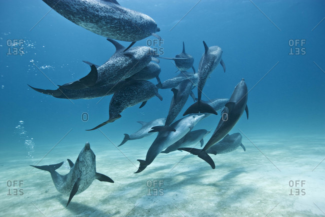 Playful Atlantic Spotted Dolphins - Offset