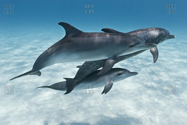 Atlantic Spotted Dolphins pod swimming together in clear blue water