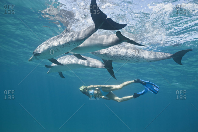 A woman swims with wild Atlantic Spotted Dolphins