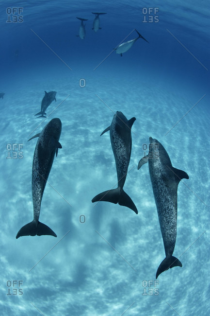 Atlantic Spotted Dolphins acrobatic underwater and above