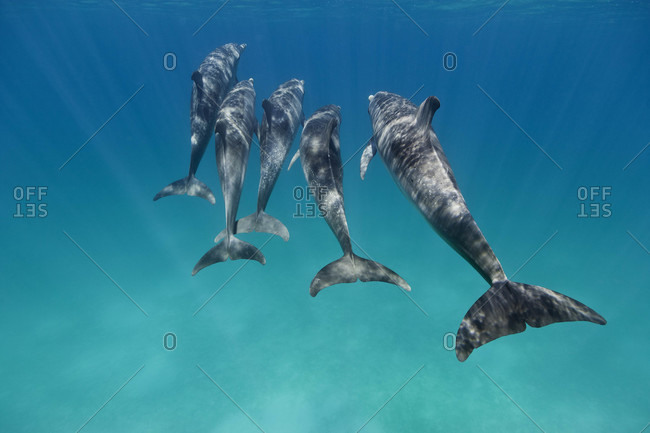 A wide angle view of Atlantic Spotted Dolphins showing their tail flukes