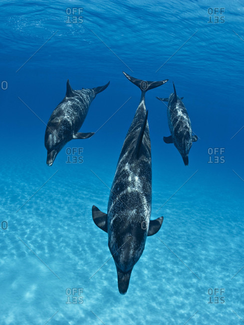 Atlantic Spotted Dolphins approaching the camera