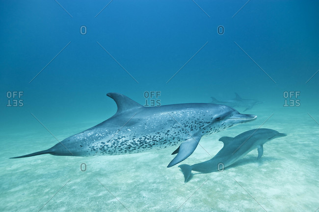A close up view of Atlantic Spotted Dolphins